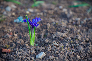 Lonely spring blue flower grows on bare ground