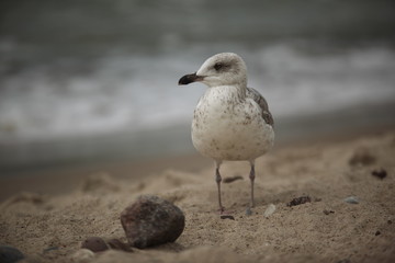 Seagull