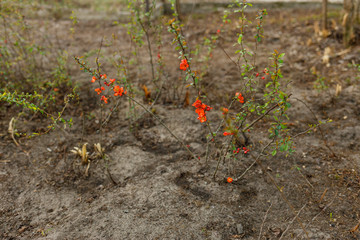 flowering japanese quince in spring orange flowers