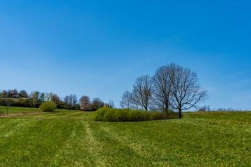 Obraz premium green pastures and trees blooming in spring on a clear day with blu e sky, czech beskydy