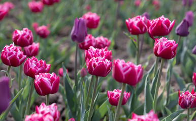 Blooming tulips spring background