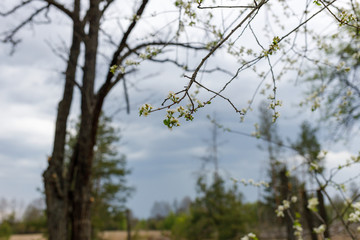 flowering apple tree before a thunderstorm