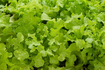 Detail of leaf of green salad. Macro photography of fresh green vegetable.Perfect Salad,Young cabbage (brassica oleracea) in the garden on a path