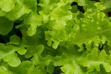 Detail of leaf of green salad. Macro photography of fresh green vegetable.Perfect Salad,Young cabbage (brassica oleracea) in the garden on a path