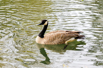 Canadian goose swimming in a river