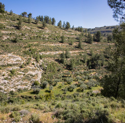 Fototapeta na wymiar Mountain Agriculture in Jerusalem