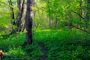 forest trail in spring
