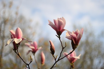 pink magnolia flowers