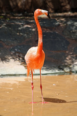 roter Flamingo