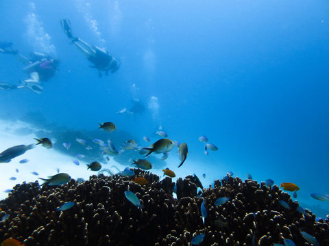 Underwater View Of Friends Scuba Diving In Sea