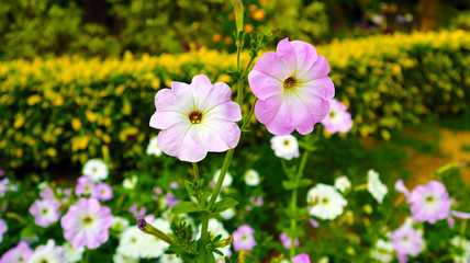 Amaze Spring Flower in beautiful colors