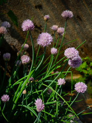 flowers in the garden