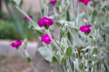 Bright purple Lychnis flowers with soft green and gray velvet leaves. Summer floral landscape. Close up of natural flowers.