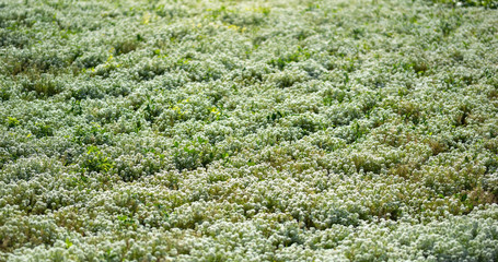 Flowers are alyssum close-up