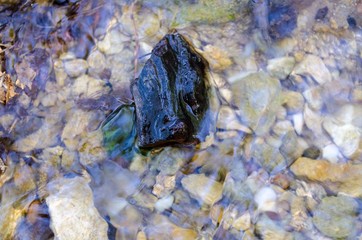 stone in the river