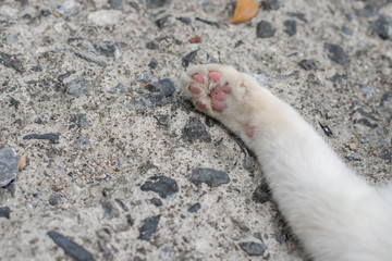 white cat paw on concrete background