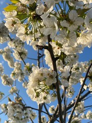 apple tree blossom