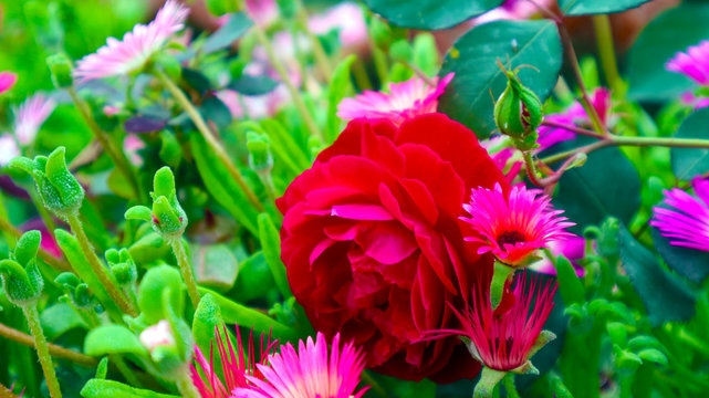 รูปภาพRoes-Flower – เลือกดูภาพถ่ายสต็อก เวกเตอร์ และวิดีโอ241 | Adobe Stock
