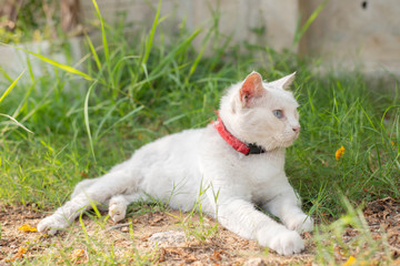 Naklejka na ściany i meble White cat with blue and yellow eyes chilling in the green garden