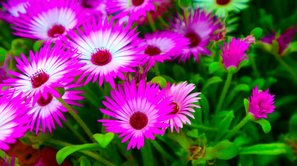 pink, white and violet flower bunch in garden