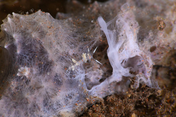 シンバミノウミウシ