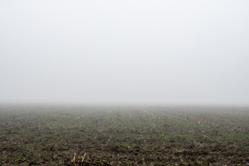Foggy Fields