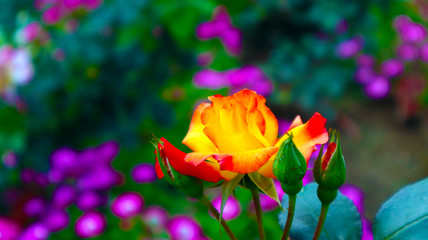 Fototapeta na wymiar Yellow and colorful roses