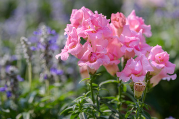 Snapdragon flower and green leaf in garden at sunny summer or spring day for decoration and...