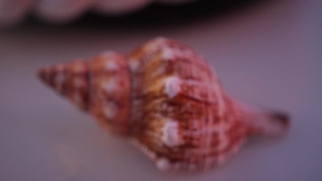 Nautical party decor: a multicolor seashell with white spots on light grey surface, close-up.