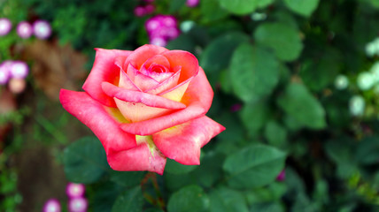 Beautiful pink rose in garden