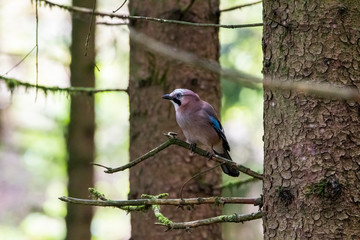 Eichelhäher, Rabenvogel