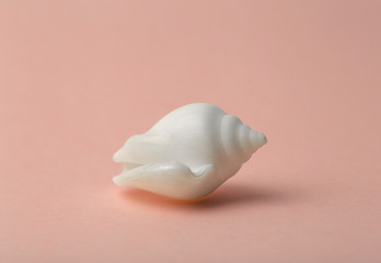 Background  pink color with seashells. Sea and ocean background with white shell. Copy space