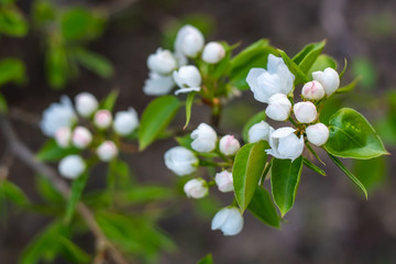 Blooming apple tree in spring time. White flowers