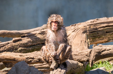one small wet snow monkey sitting on fallen tree stump.  Outdoor wildlife 