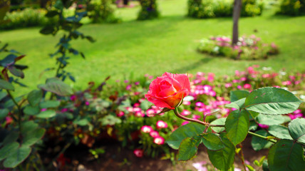 Fototapeta na wymiar Beautiful pink rose in garden