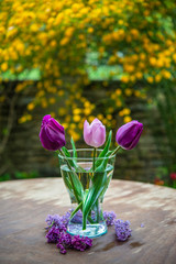 A bouquet of three violet tulips
