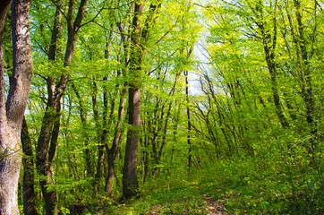 spring  in the Crimean forest