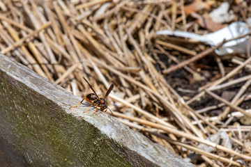 Paper Wasp Collecting Wood Pulp