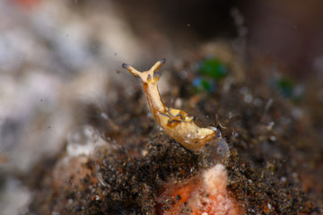 アメフラシ（アプリシアニグロチンクタ）