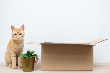 Cat, box and flower. Concept of moving.