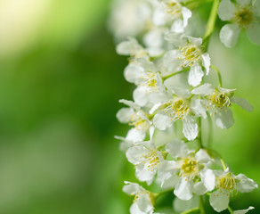 Branch of flowering bird cherry in white flowers