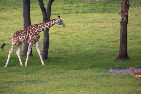 giraffe walking outdoors in green grass. Horizontal
