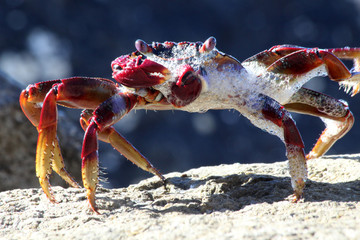 rote_Klippenkrabbe