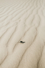 scarab on the sand