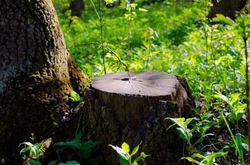 
stump in the spring forest
