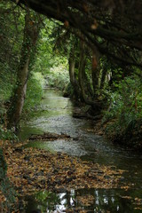 Stream, creek, nature in summer