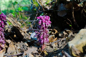 
mystical flower in the forest