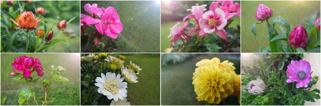 Large horizontal banner,collage of 8 beautiful colorful spring and summer flowers with buds for garden beds,in the sun rays with water drops on petals and leaves, against blurred green background