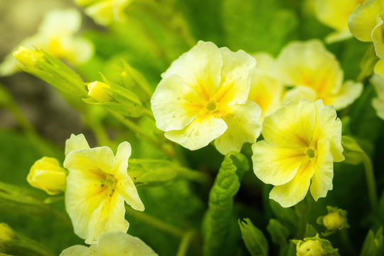 Spring yellow flower primrose closeup.