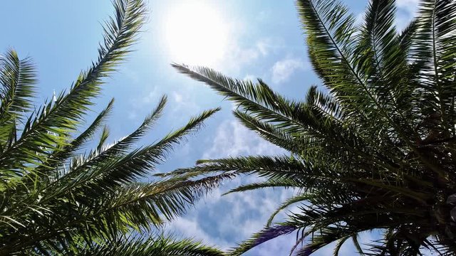 Looking up at green palm fronds waving in the wind as clouds move over above in a blue sunny sky in a travel and tropical vacation concept